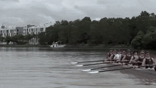 The shark leaps out of the Parramatta River while King’s School rowers train in Sydney earlier this week.