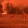 Animals saved as wildlife park escapes fires
