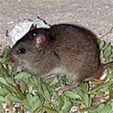 The disappearance of the Bramble Cay melomys is the first known mammal extinction to be directly l<em></em>inked to climate change.