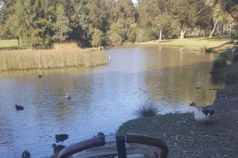 The Domain Creek pond in October 2017.