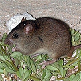 The disappearance of the Bramble Cay melomys is the first known mammal extinction to be directly linked to climate change.