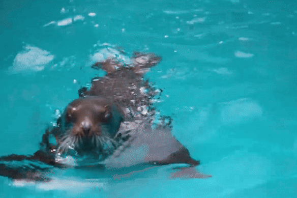 The 14 kilogram pup is learning to swim and hold her breath.