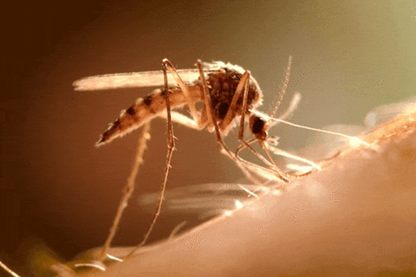 Only female mosquitoes bite and drink blood.