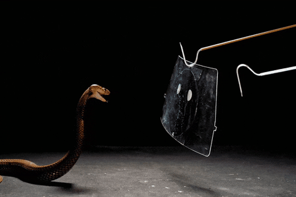 A Nubian spitting cobra unleashes its necrotising venom.