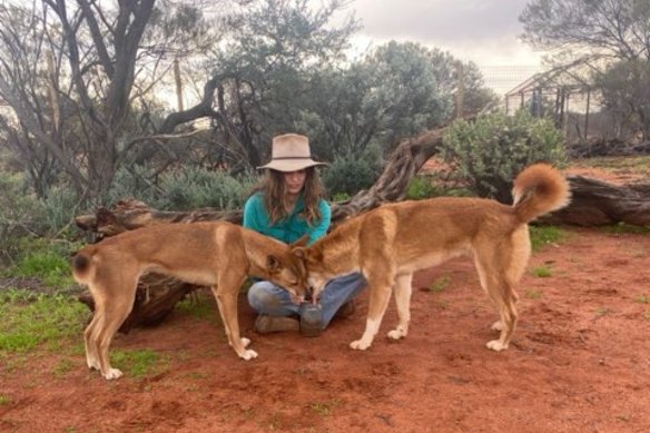 Dingoes Eulalia and Steve were shot dead in WA’s Mid West in September.