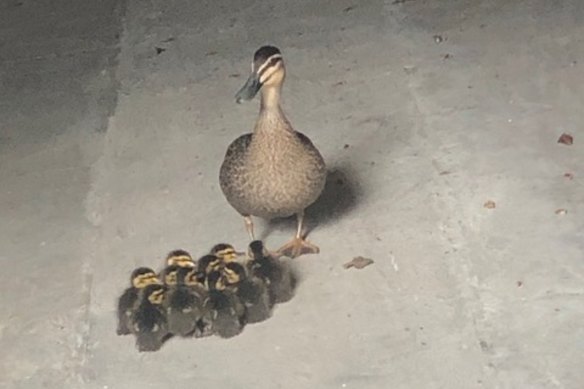 The ducklings kept making wrong turns.
