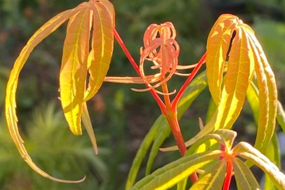 Acer pentaphyllum, which is native to China and critically endangered in the wild.