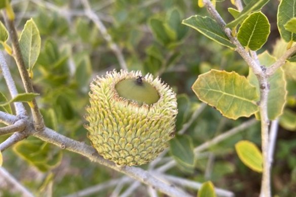 Kerms oak (Quercus coccifera), an evergreen oak native to the Mediterranean.