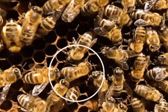 A looped clip of a bee doing the waggle dance.