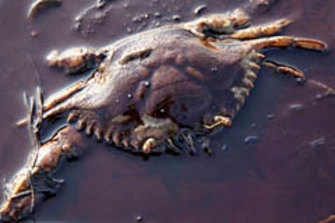 A dead crab floating in oil from the Deepwater Horizon oil spill on a beach in Grand Terre Island, Louisiana.