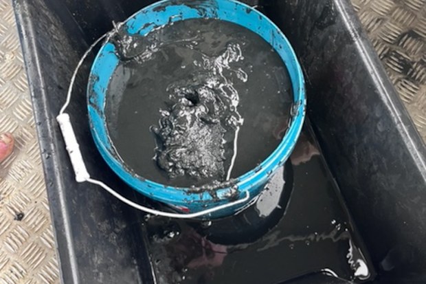 A bucket of monosulfidic black ooze collected from the Richmond River.