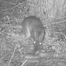 Bandicoot bandits taking a bite out of a multimillion-dollar business