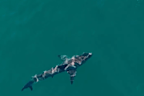 Stephen Dennehy saw a shark on his drone in the water at Coogee Beach after the attack.