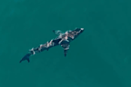 Stephen Dennehy from One Shot Creative saw a shark on his drone in the water at Coogee Beach after the attack.