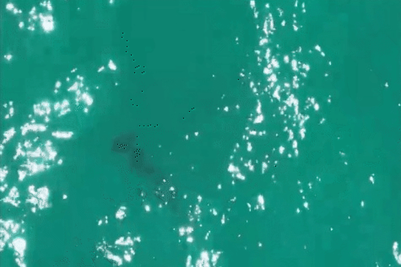 An aerial of a hammer head shark. 