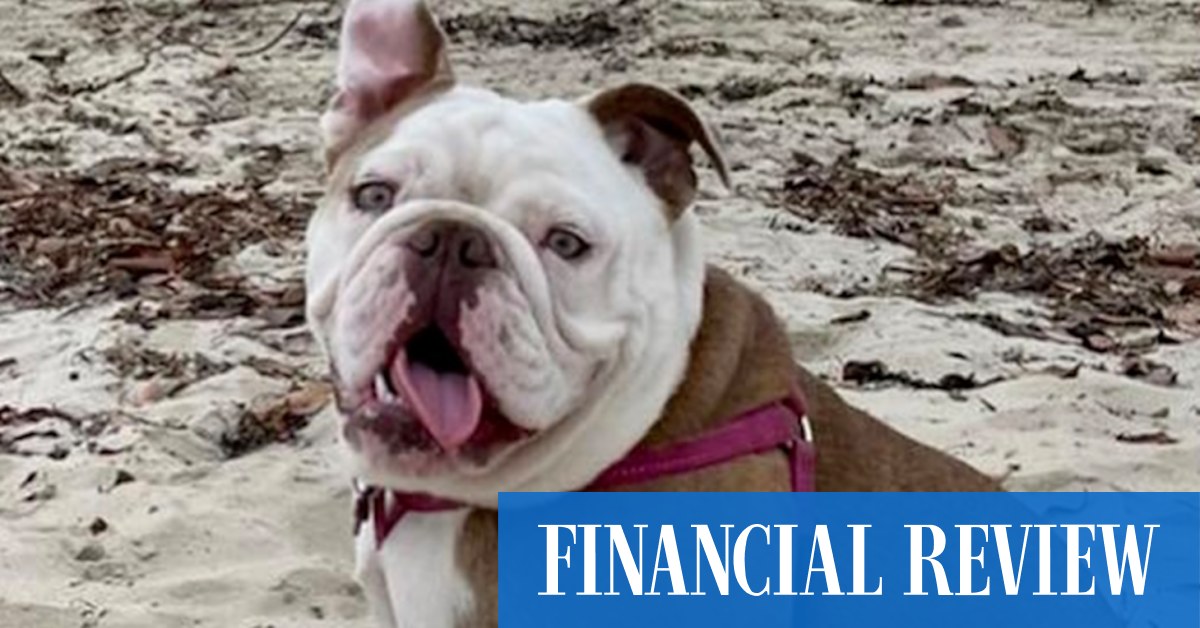 Wait, is my dog stoned? - Vimarsana News