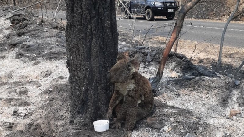 Bushfires too much for koalas to bear as victims overwhelm RSPCA