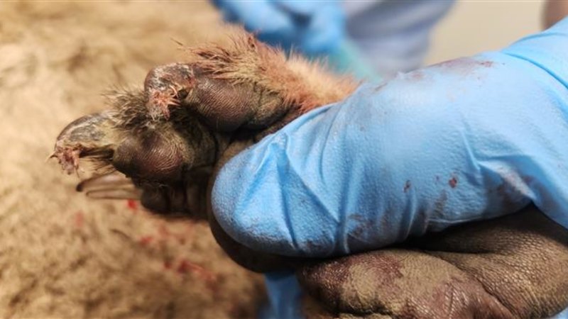 Koala towed behind ute in alleged act of animal cruelty