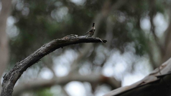 The King Island brown thornbill.
