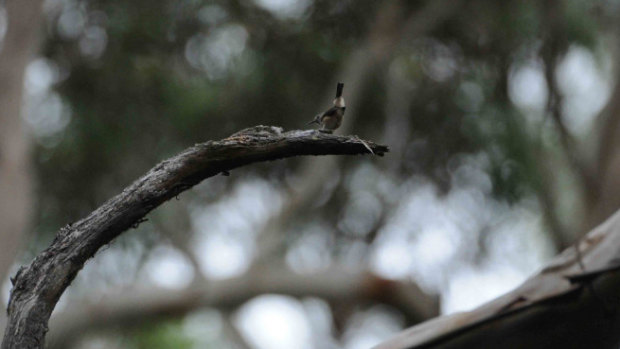 The King Island brown thornbill.