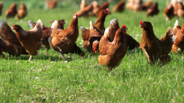 Are chickens actually happy out in a paddock?