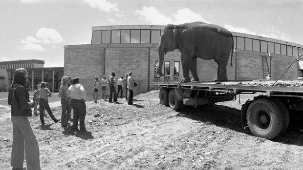 The "borrowed" elephant arrived the University of Canberra for a brief visit in 1976, but, surprisingly, did not generate any media attention at the time.