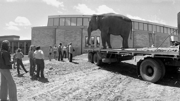 The "borrowed" elephant arrived the University of Canberra for a brief visit in 1976, but, surprisingly, did not generate any media attention at the time.