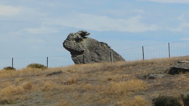 A floppy-eared rabbit on the hop in New Zealand.