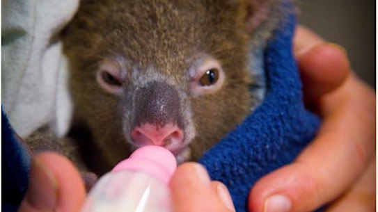 Questions are being asked of Queensland's koala offset policy, described by WWF-Australia as a licence to clear bushland.