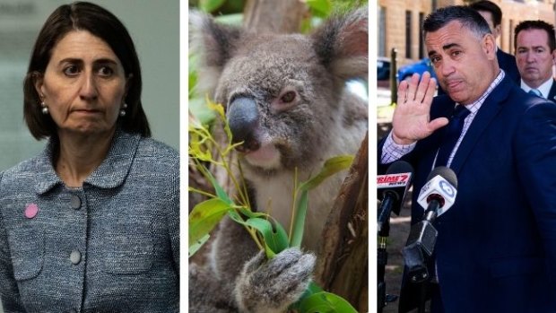 Premier Gladys Berejiklian and Deputy Premier John Barilaro are at loggerheads over policy to protect koalas.