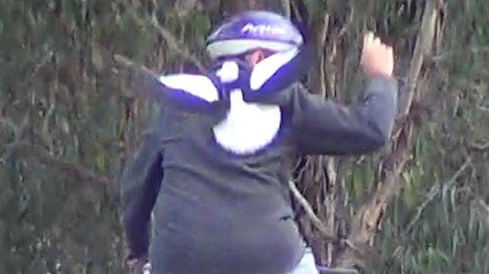 Terror in the trees: Sydney's angriest magpie revealed