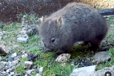 Dancing wombat – Maria Island, TasmaniaWe all know that feeling, and this cute critter epitomises the relief of finally scratching that itch! Captured by one of the guides from nature-based tour group, See Tasmania, on Maria Island off the east coast of Tasmania, this wombat is one of about 1,000 wombats that call the World Heritage Listed National Park home.
