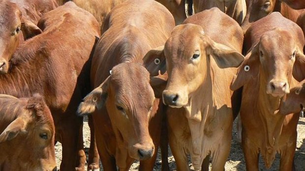 Australia faces a cap and high tariffs on the beef it exports to the EU.