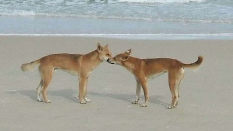 what do dingoes eat on fraser island