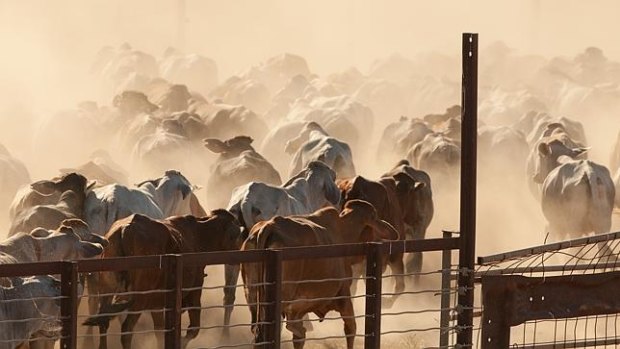 Live cattle exports are on track despite the coronavirus outbreak. 