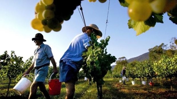 Rural Funds Group assets include vineyards leased to Treasury Wine Estates.  
