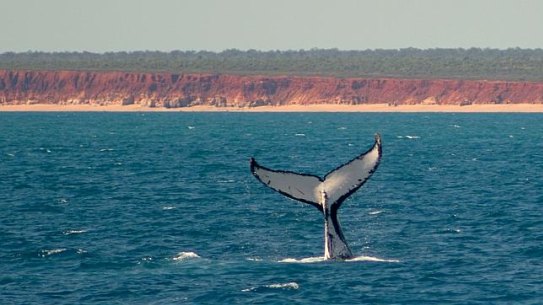 The controversial project has created deep divisions within the Kimberley region in WA’s north-west, with some indigenous and environmental groups saying it will cause irreparable damage to the pristine coastline.