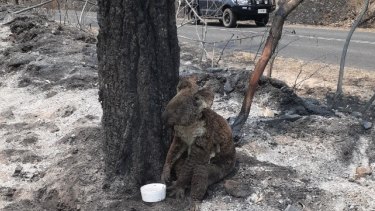 Urgent Koala Mapping Requested To Gauge The Impact Of Recent