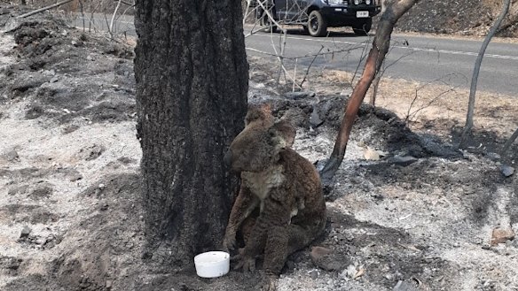 An injured koala sits with a water bowl in the charred remains of bushland in the Toowoomba region.