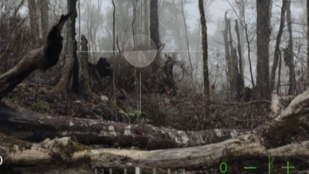 The damage to the rare Antarctic Beech forests on misty Mt Ballow, near Mt Barney National Park