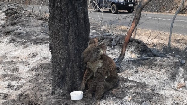 An injured koala sits with a water bowl in the charred remains of bushland in the Toowoomba region.