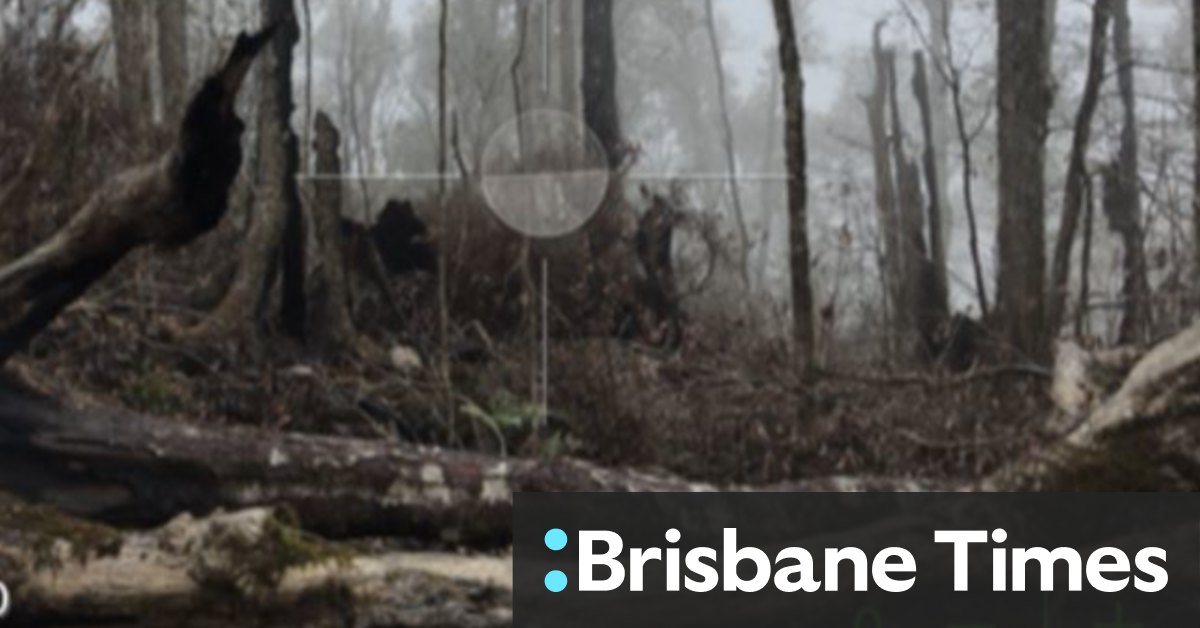 Bushfire-ravaged Queensland rainforests given $4m recovery boost - Vimarsana News