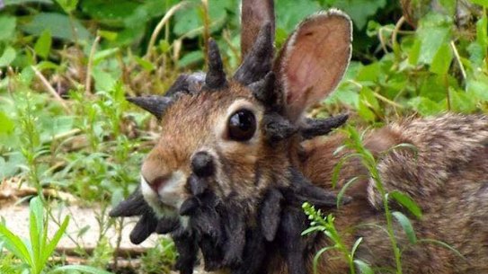 The growths don’t harm rabbits unless they grow on their eyes or mouths and interfere with their eating.