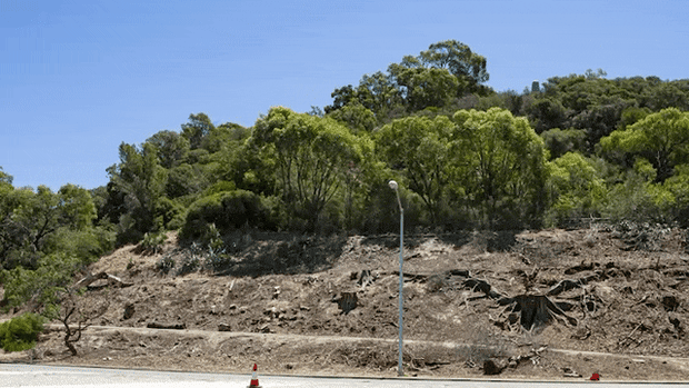 Mount Eliza beetle blight