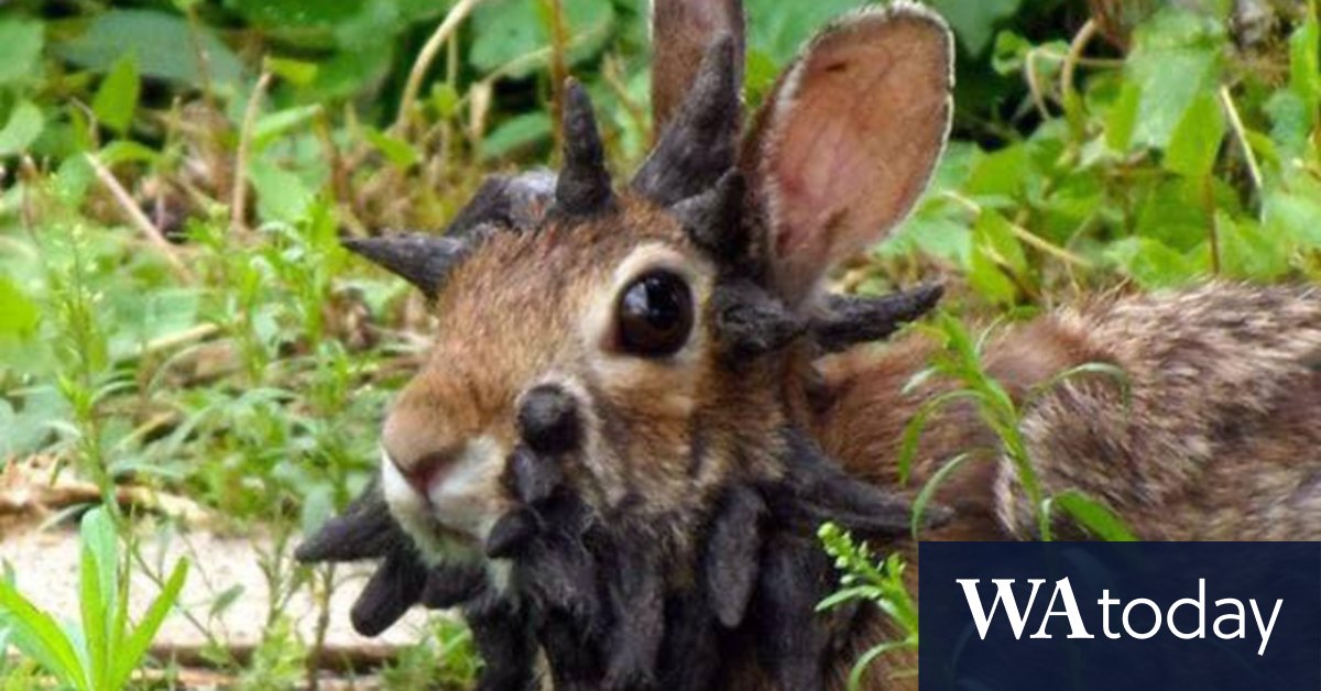 Colorado ‘zombie rabbit’ sightings spook the internet