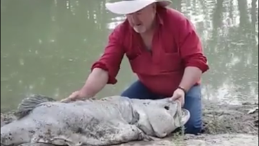 Stewart Oates examines a 115 centimetre-long dead Murray cod that was pulled out of the Darling River near Menindee.