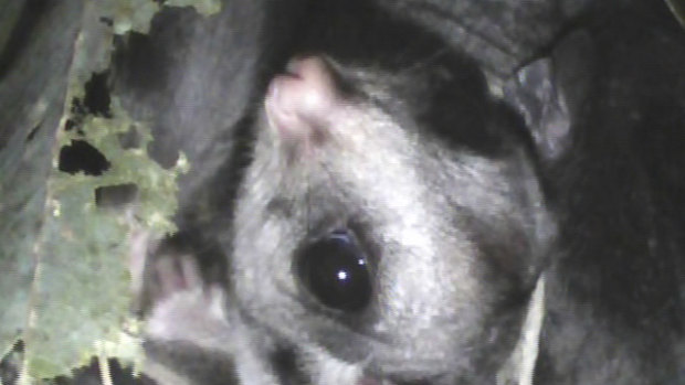 A sugar glider sheltering inside one of the chainsaw hollows is captured by the researcher's digital burrow-scope camera.