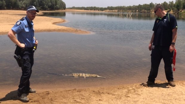 Fitzroy Crossing police Constable Mikey Robbins and former staffer Sean released the runaway croc in the Fitzroy River. 