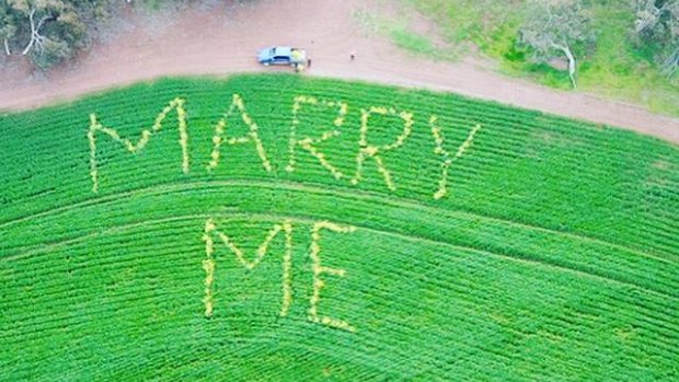 The massive proposal was made with canola in a wheat field.