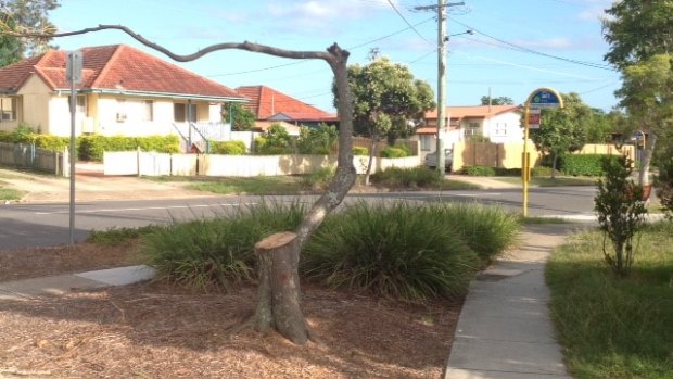 A tree after it was pruned by Energex contractors on Partridge Street, Inala.